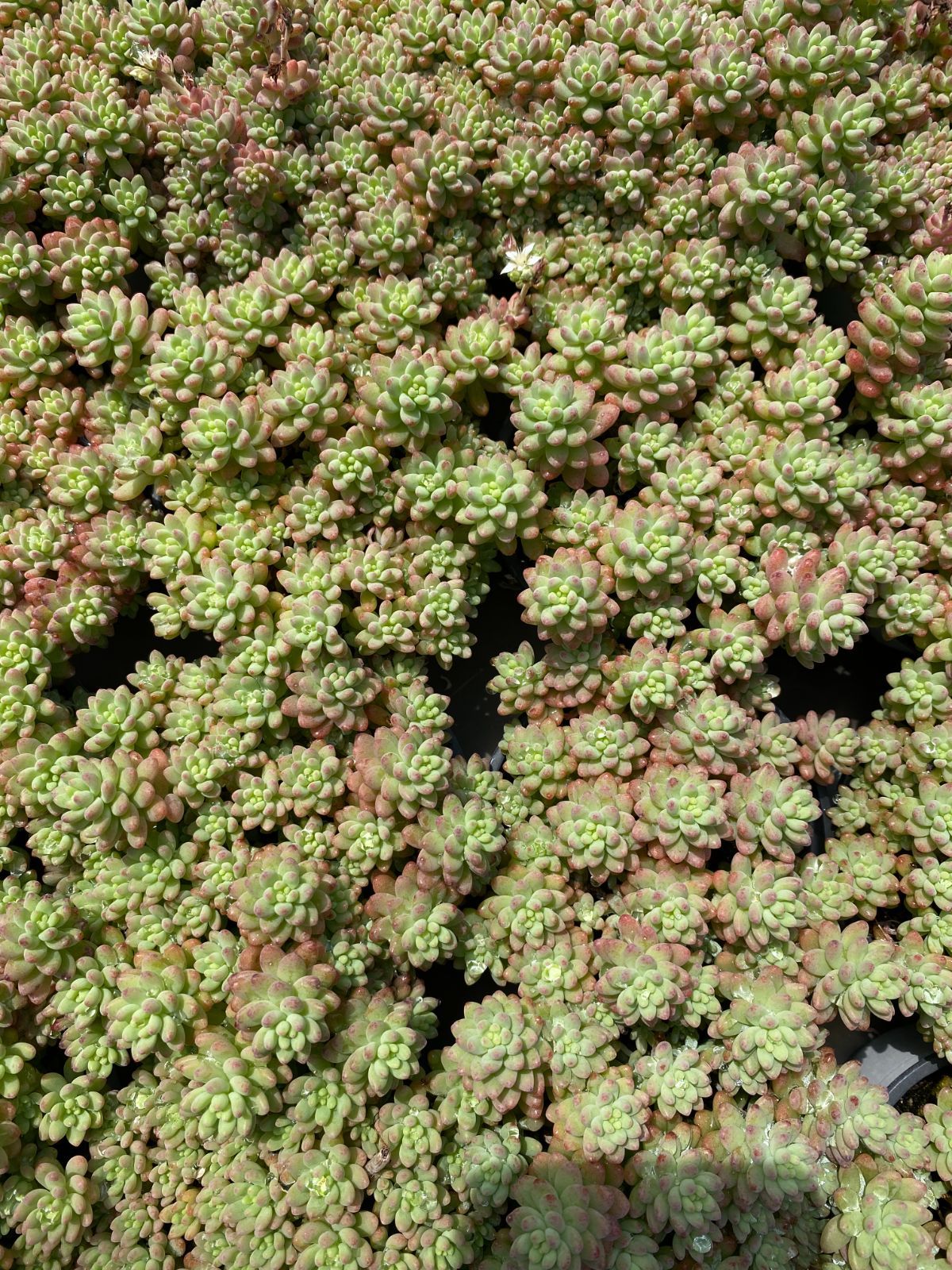 B546　花団錦　土鉢付き　15鉢　多肉植物 エケベリア 韓国苗 サボテン 限定特価 超人気商品【1鉢の土鉢付きセット】花団錦！ 多肉植物