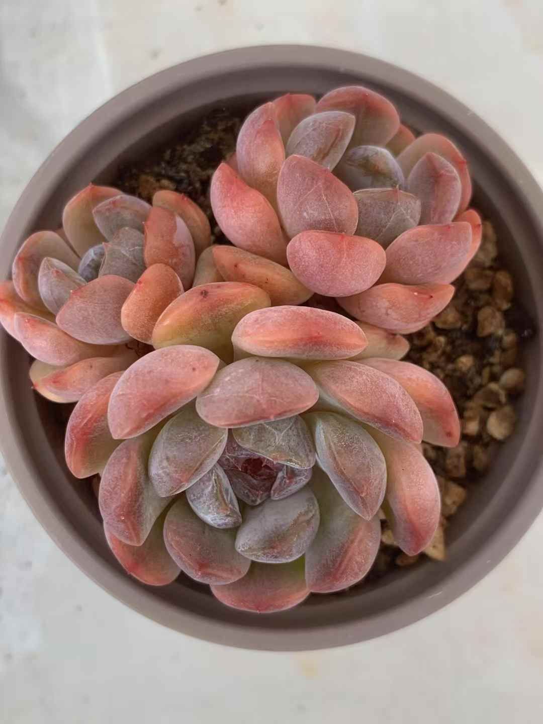 35株の抜き苗セット レッド恋人 多肉植物 佐川急便発送 エケベリア 韓国苗 LX46