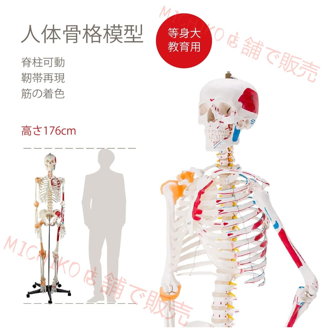 人体骨格模型 教育用 【176cm】 等身大 人体模型 筋の着色 靭帯再現