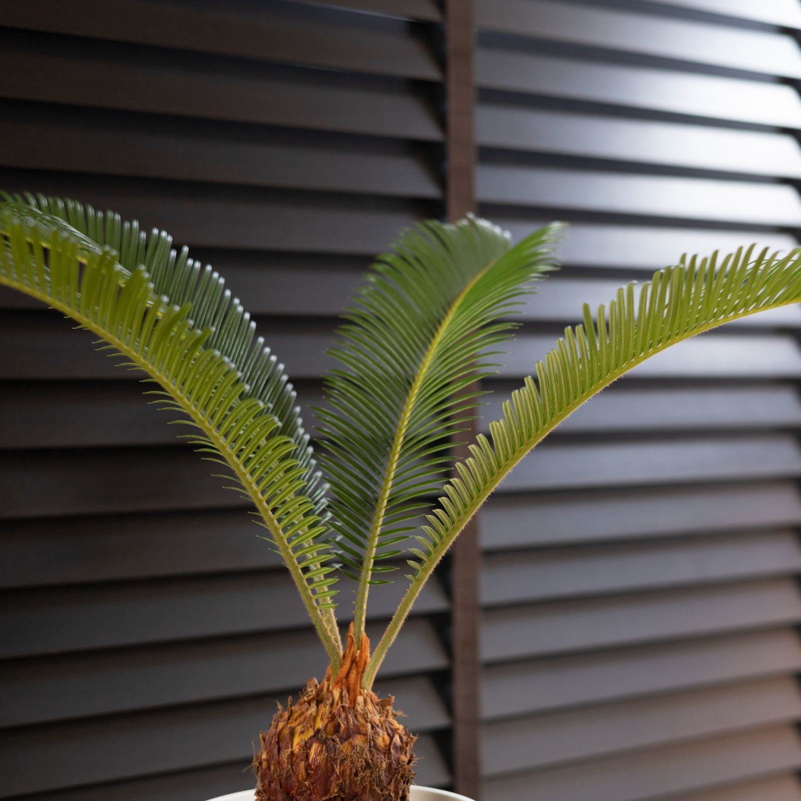 取引完了】蘇鉄 （ソテツ） ヤシの木 南国 ロックガーデン