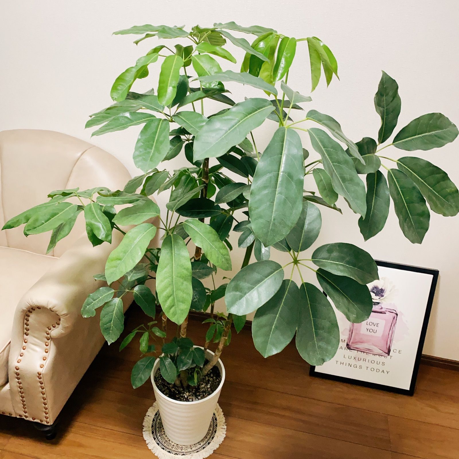 ブラッサイア 大型観葉植物 - 植物/観葉植物