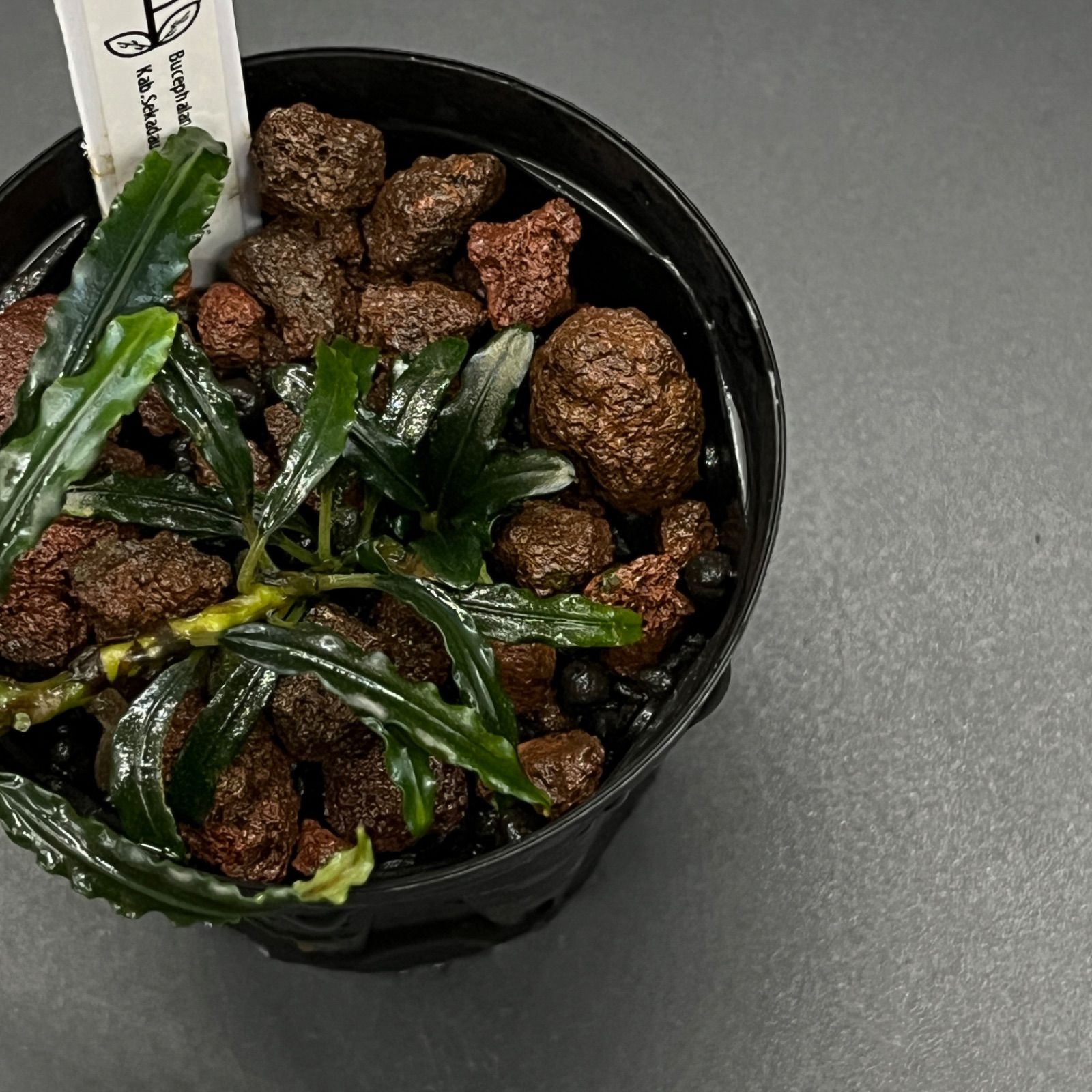  Bucephalandra sp. Sekadau 1 Kab.Sekadau TB ブセファランドラ スカダウ1 水草 魚用品 水草