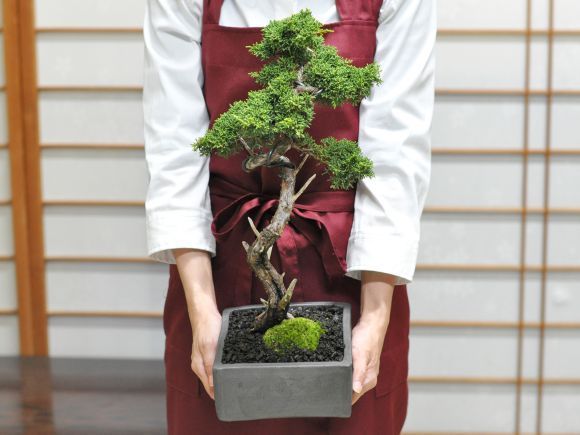 真柏 文人 - メルカリ