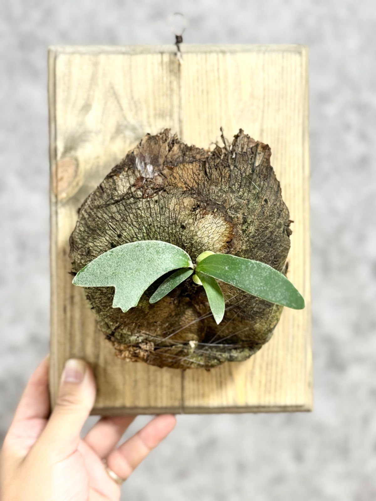 ゲリラ値下げ大株ビカクシダ ウィリンキーwild