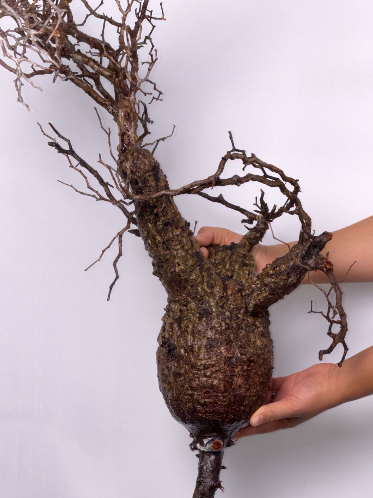 A1 【Maison de Madagascar】オペルクリカリア・パキプス ベアルート株