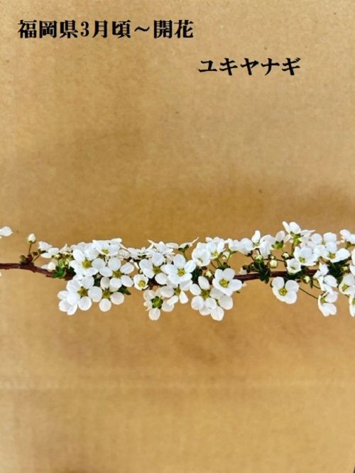 ユキヤナギ樹高0.4m前後15cmポット