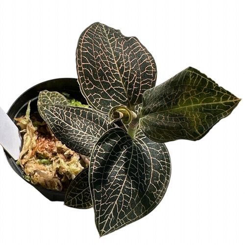 ダイキン ルームエアコン 6畳 光速ストリーマ搭載 自動掃除 ATC22YSE9