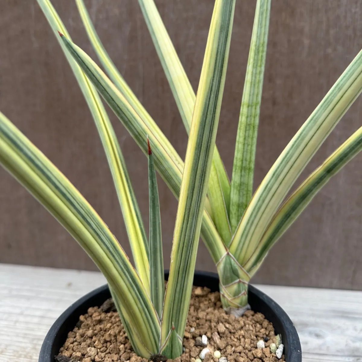 サンセベリア ロイヤルクラウン 斑入 Sasevieria royal crow サンセベリア ロイヤルクラウン 斑入 Sasevieria royal crow