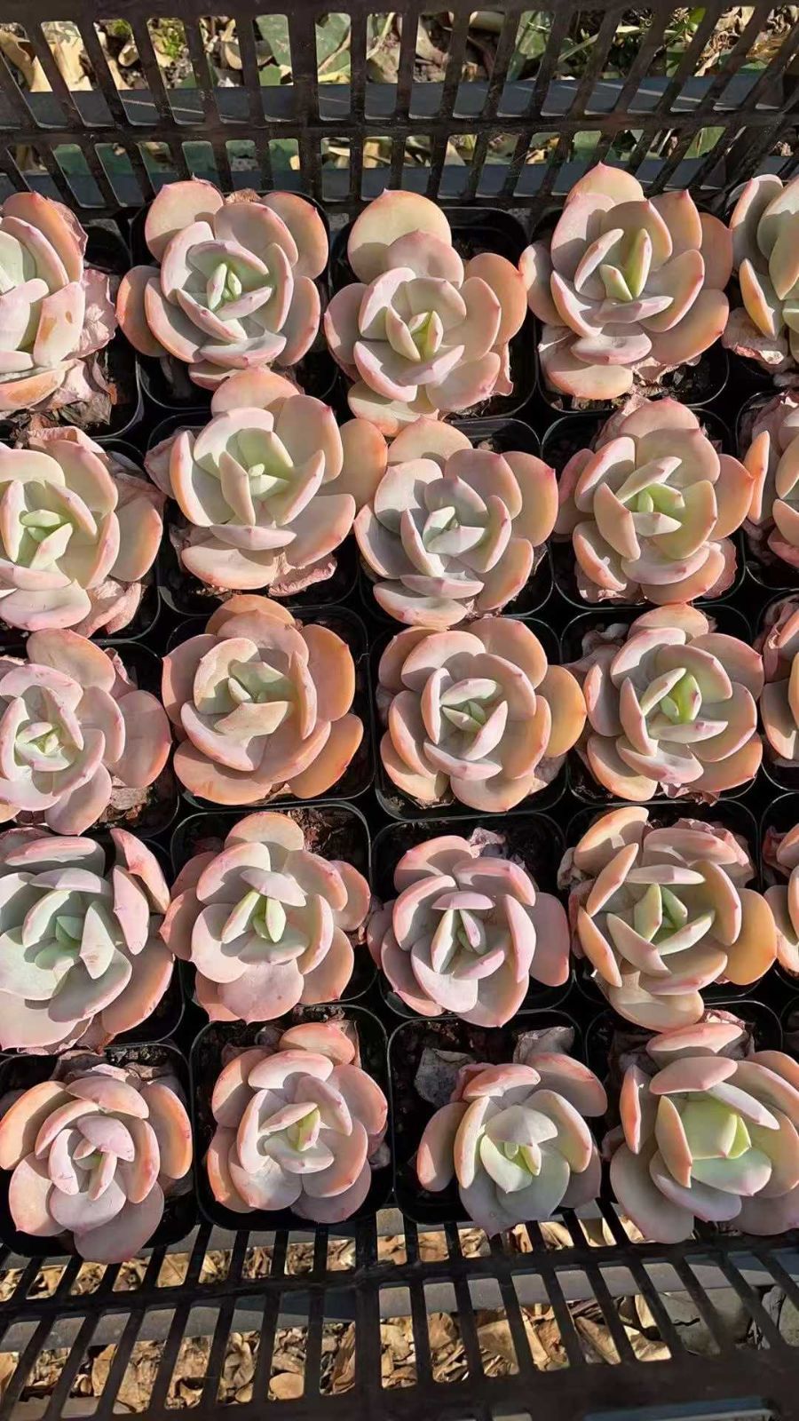 越冬済み　柱サボテン 10頭発根　サボテンブランチ　ウチワサボテン　サボテン 越冬済み 柱サボテン 10頭発根 サボテンブランチ ウチワサボテン