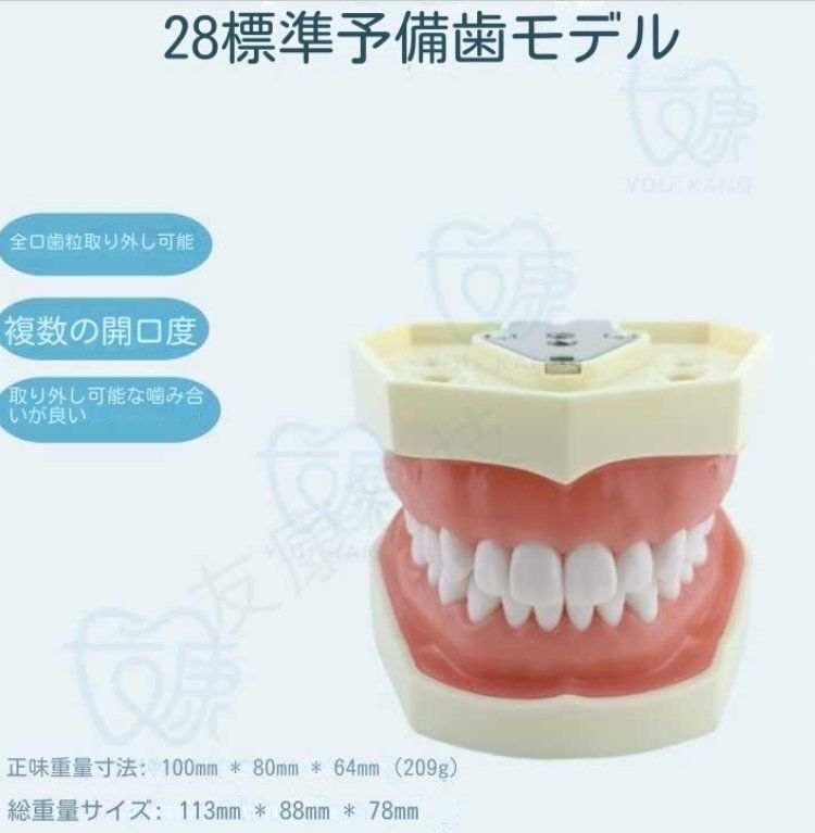  28歯科モデルを備えた口腔モデルワンストップサービスを教育解説歯科クリニックに応用 その他 オーラルケア