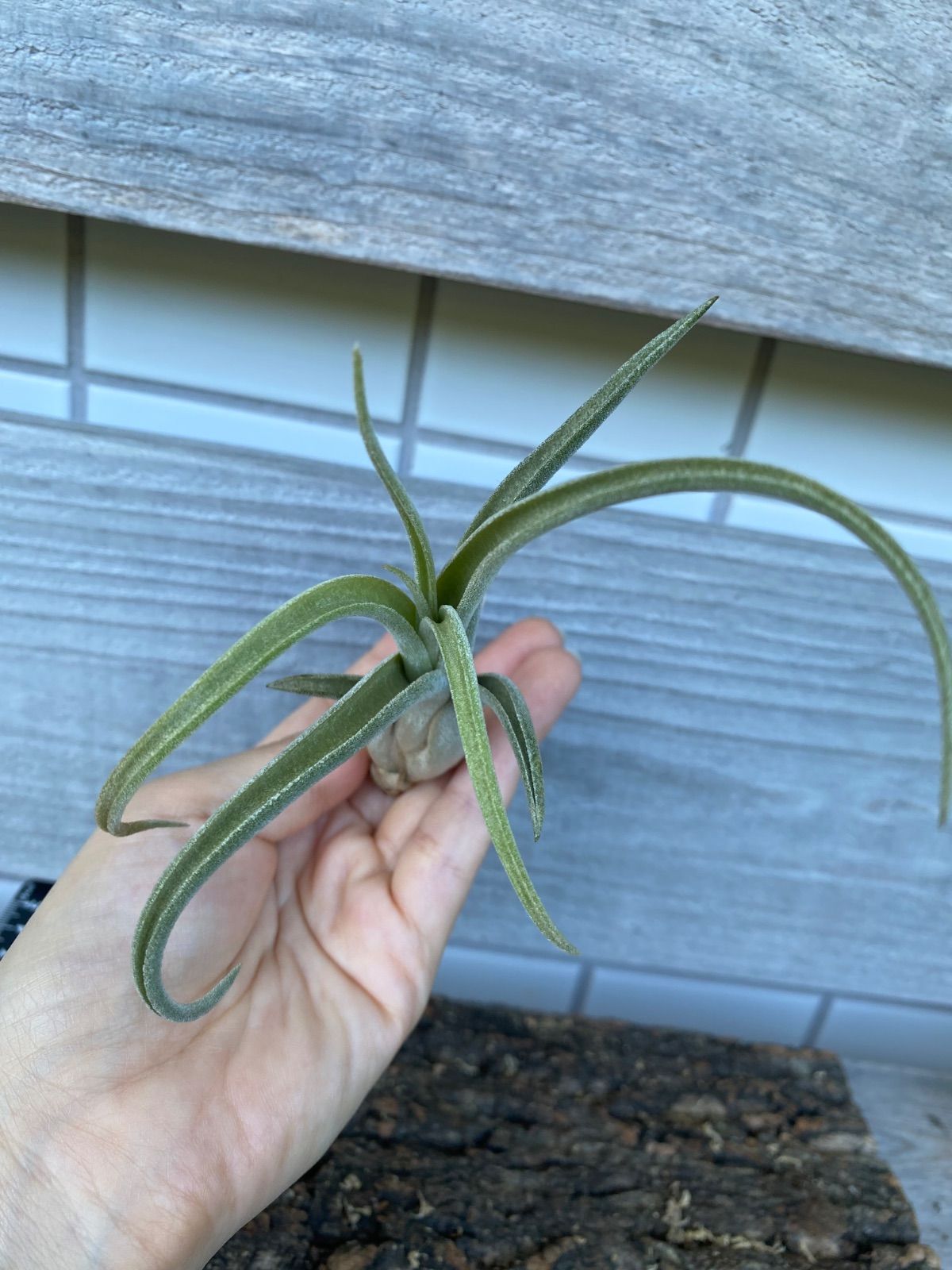 本当にお買い得です！ Tillandsia ‘El Guapo’
