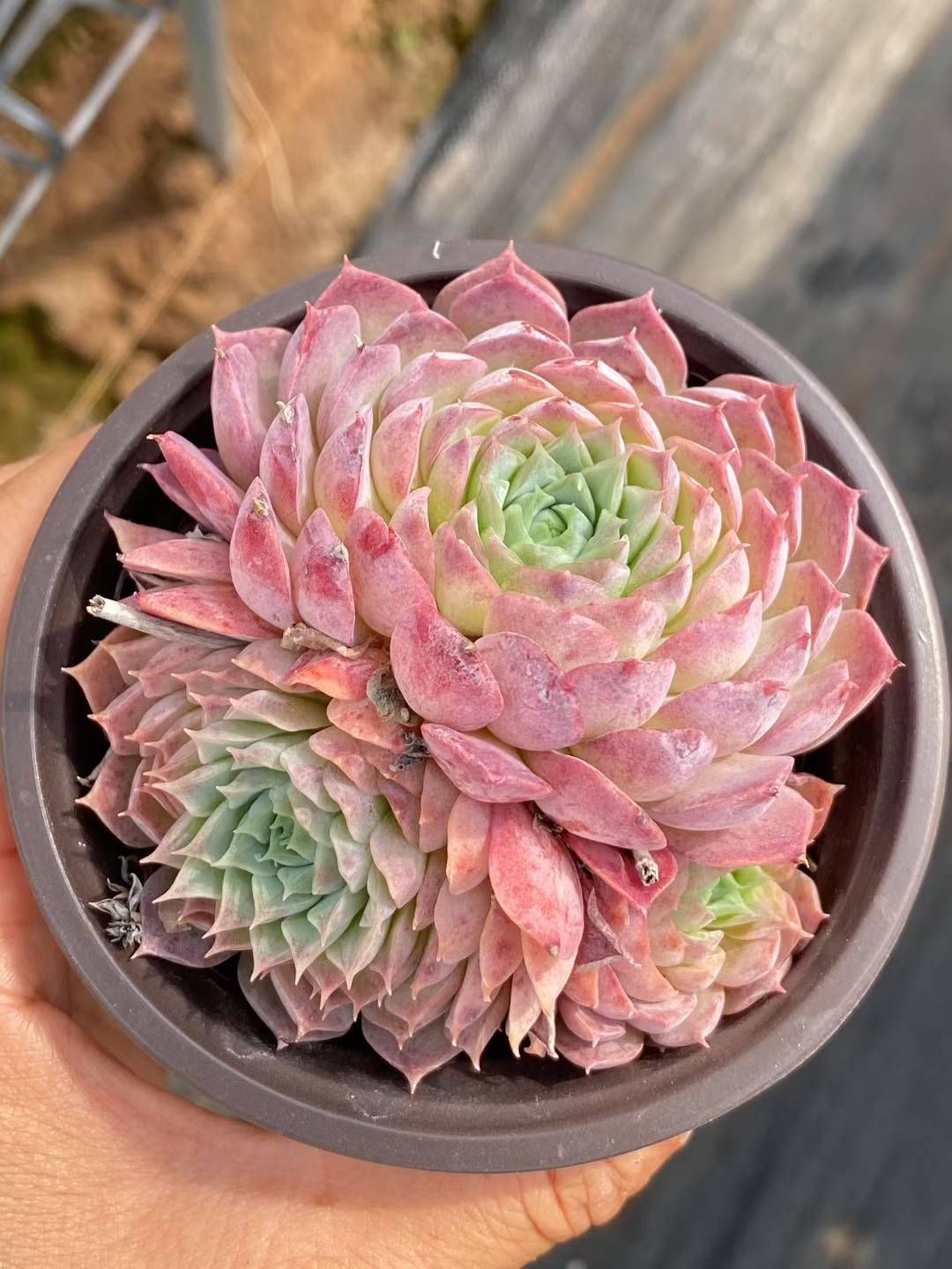 シ*ー様 D401　ピンクウィッチ　抜き苗　24株　多肉植物 エケベリア 韓国苗 24株の抜き苗セット】朱砂痣 多肉植物 佐川急便発送 エケベリア