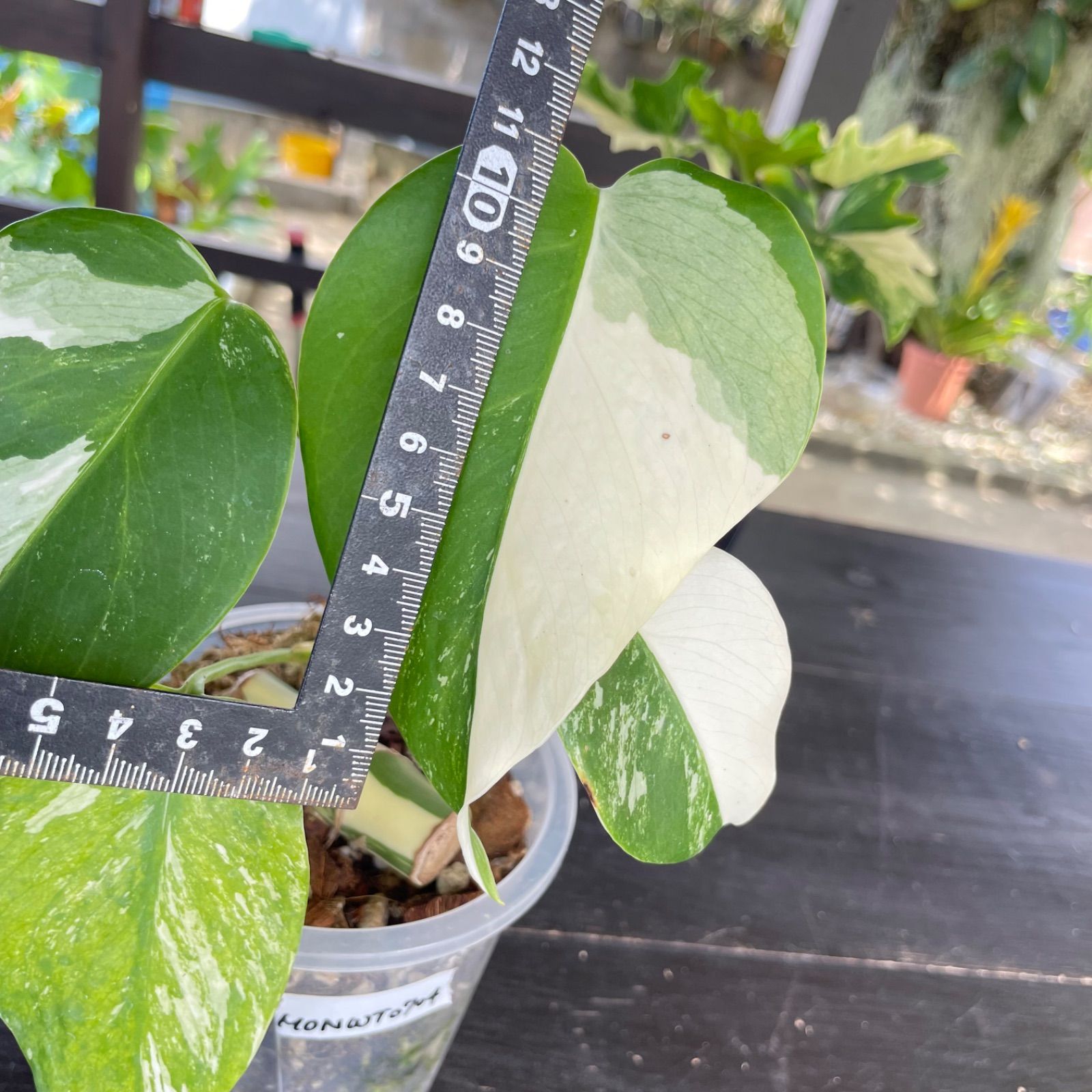 極美斑入り モンステラ ホワイトタイガー 58cm 希少 人気 観葉植物 最高級 超希少 極斑入り モンステラ ボルシギアナ ホワイト