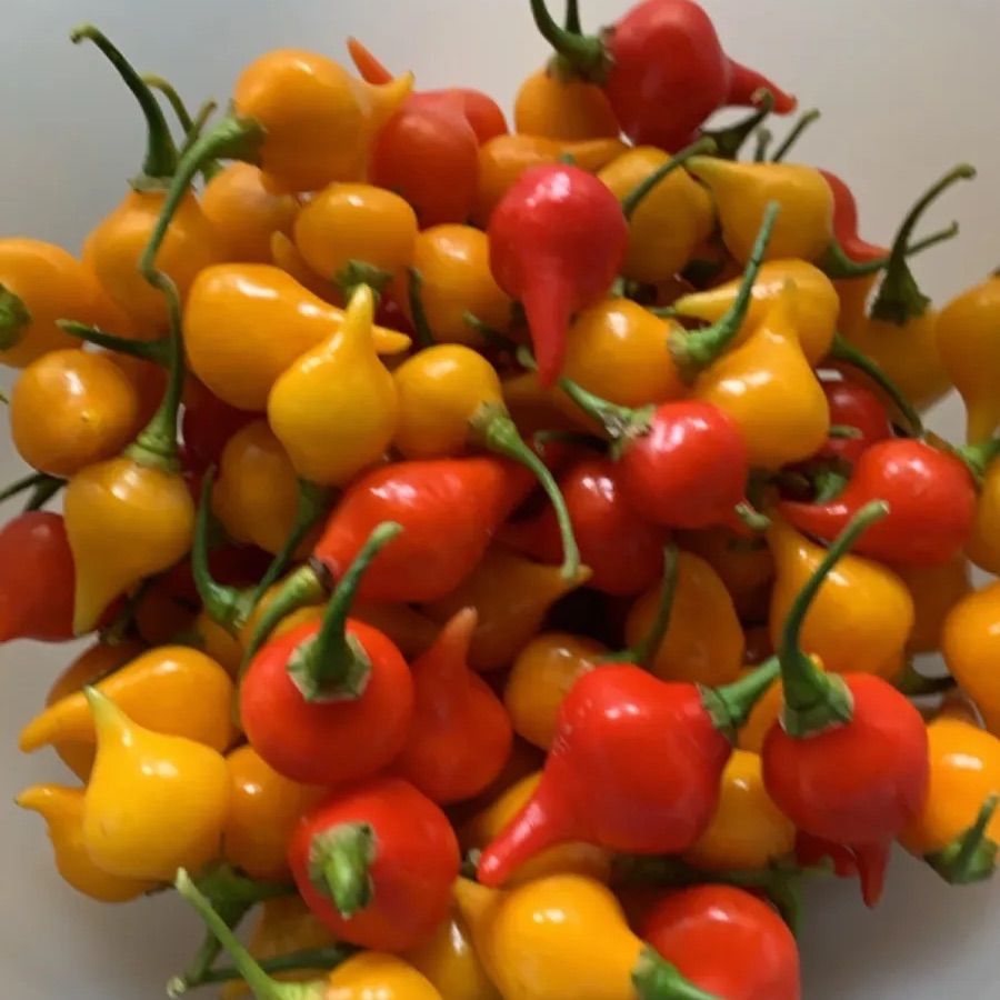 トウガラシ ビキーニョ レッド種子 3g入り（約1000粒） ビキーニョ