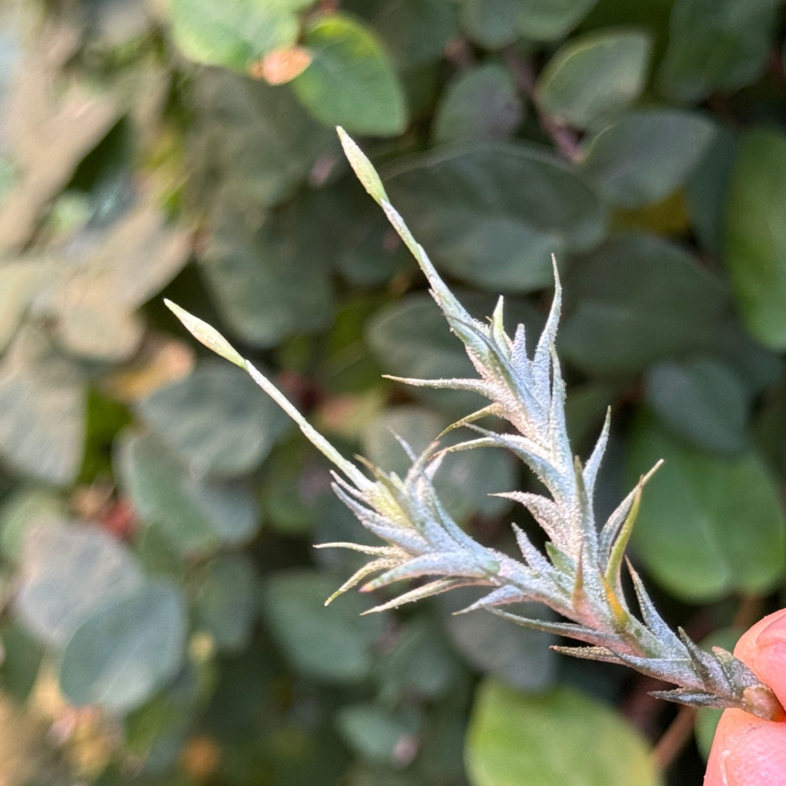 チランジア トリコレピス Tillandsia tricholepis＊エアプランツ