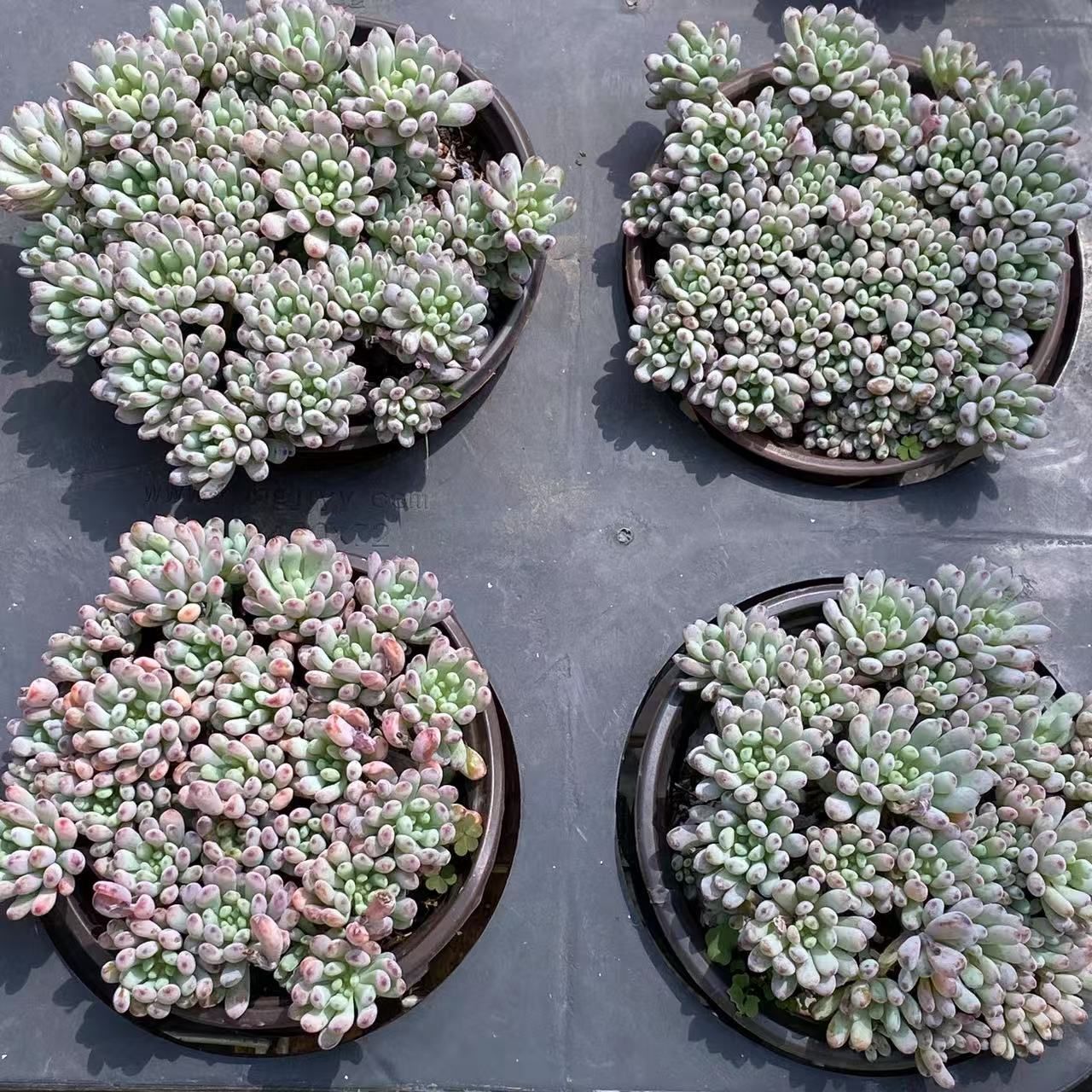 ブルービーン ZM1547×15鉢 抜き苗 多肉植物 アエオニウム