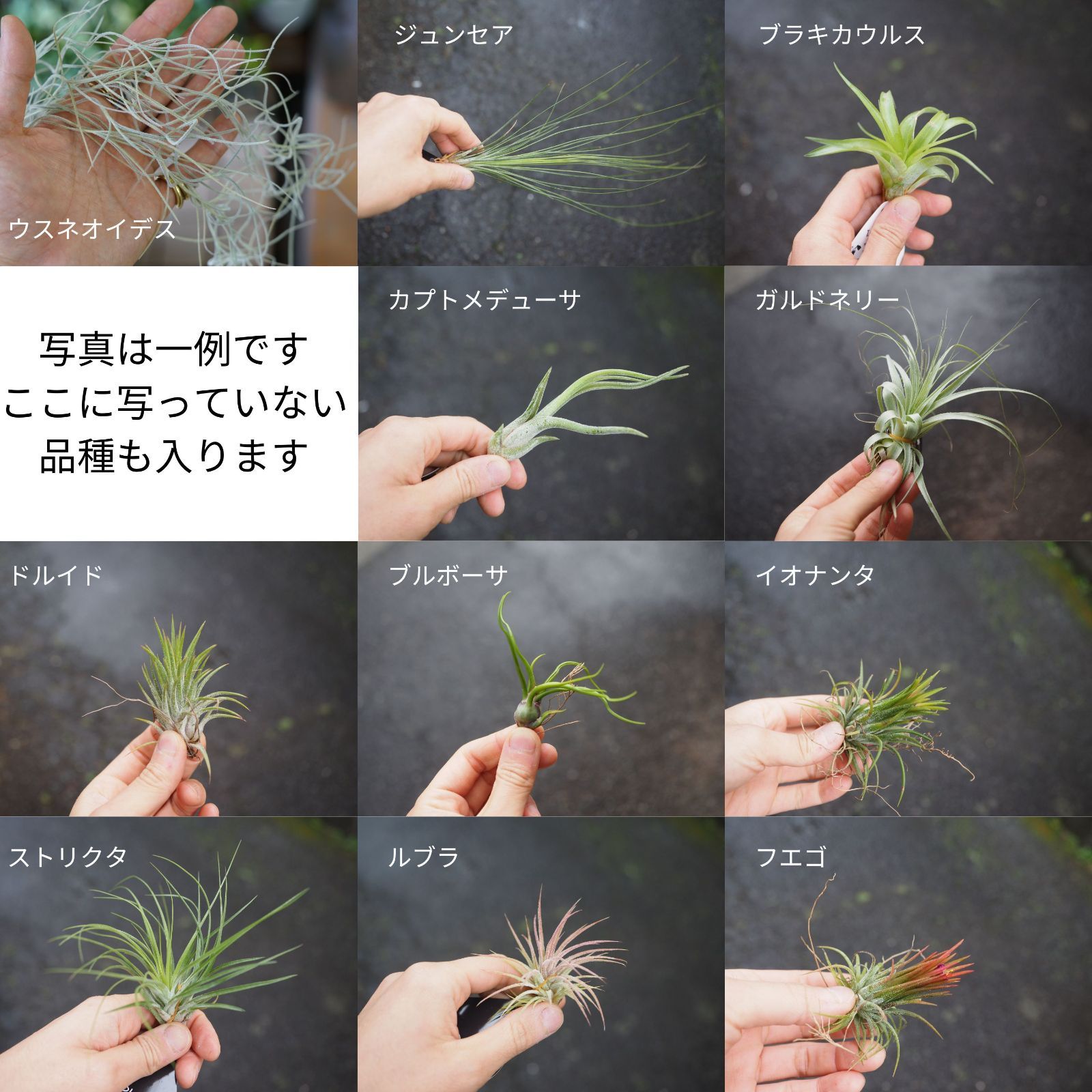 特大エアプランツ おまかせ3種類 エアープランツ チランジア