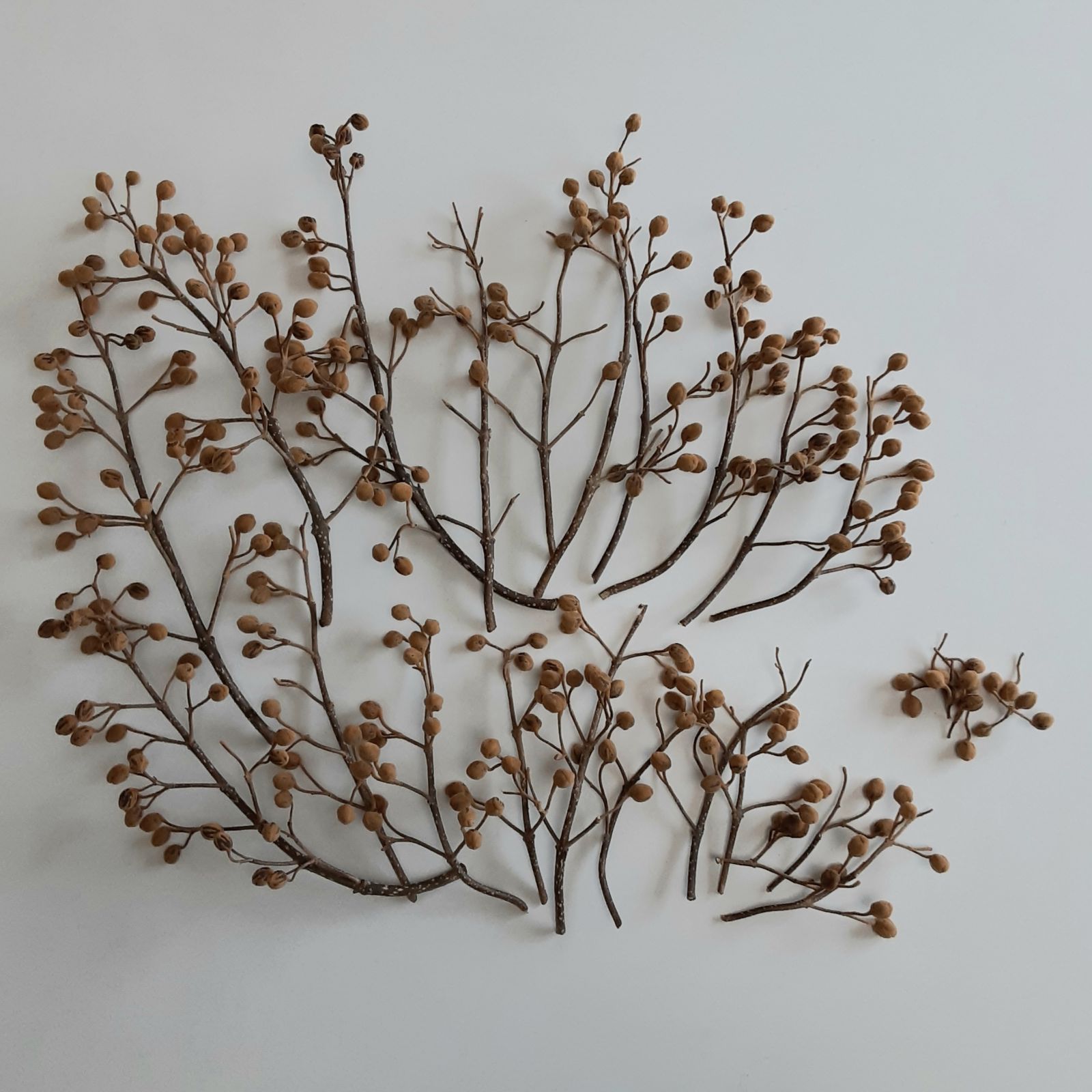 桐の実 ドライ 長さ約60〜80cm 長枝8本