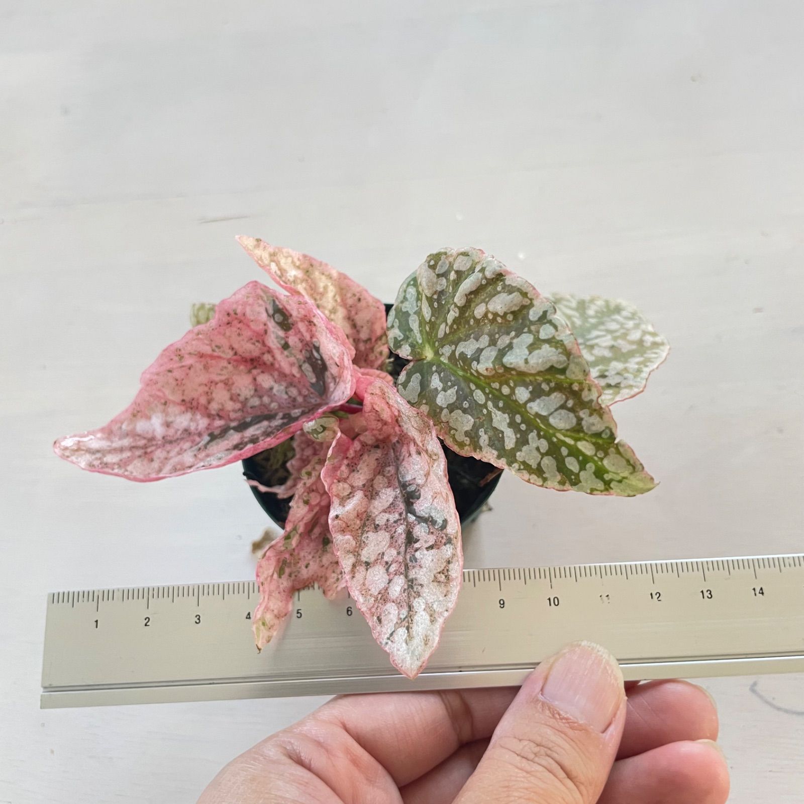 ベゴニア・スノーキャップド（Begonia ‘ Capped’） ベゴニア スノーキャップド 斑入り Begonia Snow capped