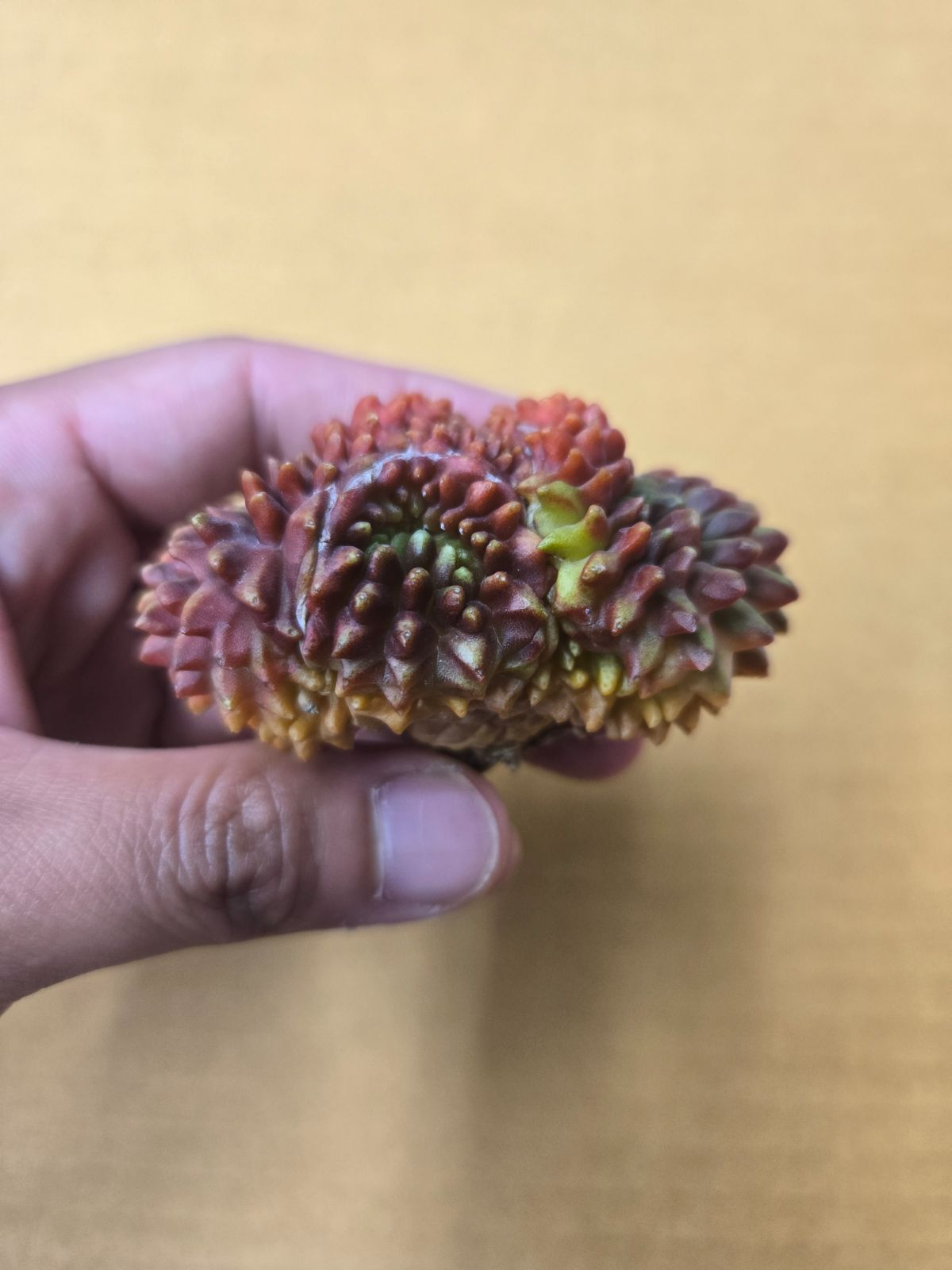 ギムノカリキウム 緋牡丹錦 トゲ無し 2頭綴化