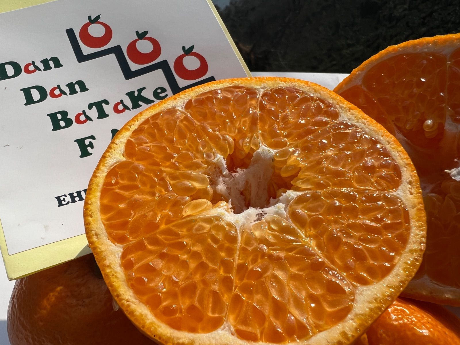 角田淳 クグロフ 白 セット