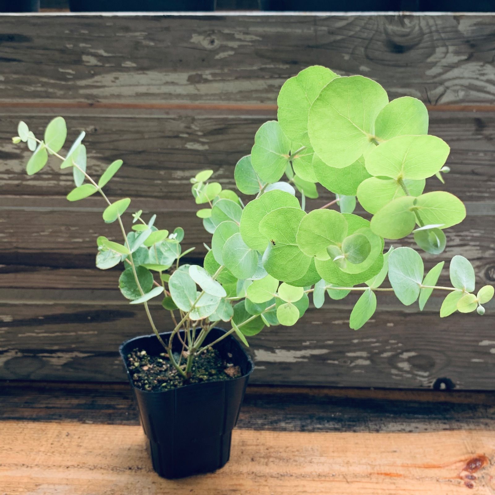 大苗　ユーカリ　グニー　鉢植え　苗木　シンボルツリー 大苗 ユーカリ グニー 鉢植え 苗木 シンボルツリー 植栽 大苗