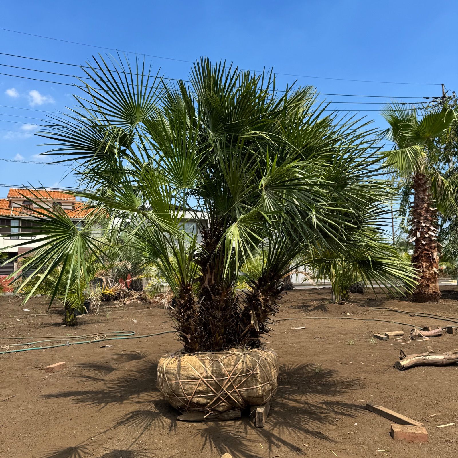 チャメロプス フミリス ヤシ 【公式通販】