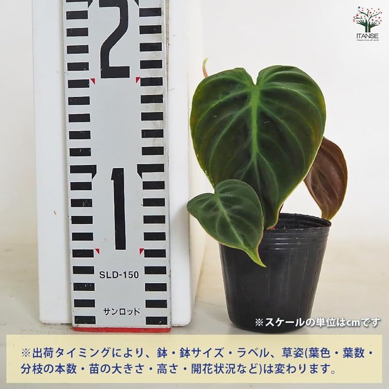 光の角度によって異なる