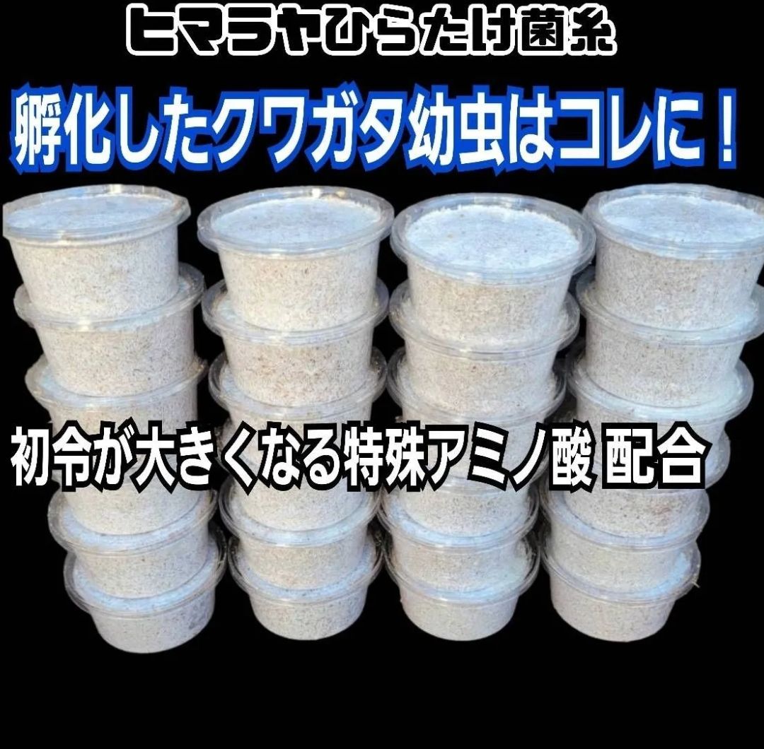 ノコギリ フタマタ
