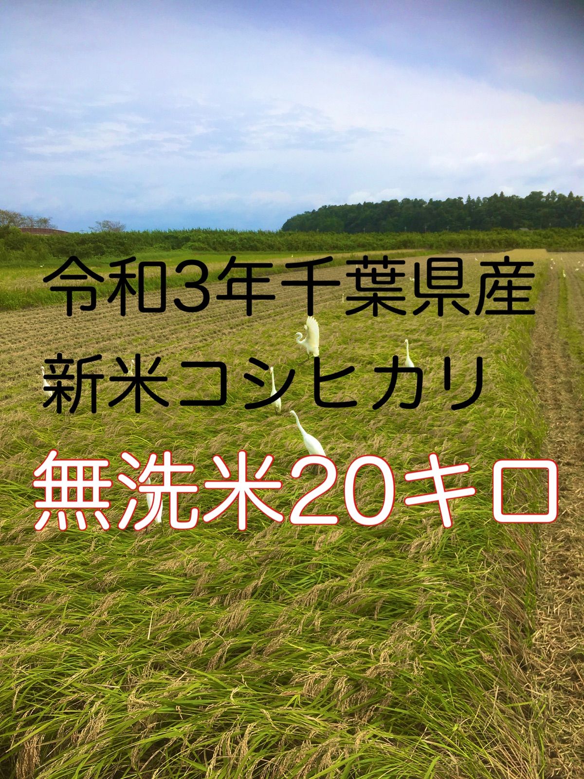 令和3年新米コシヒカリ無洗米20キロ