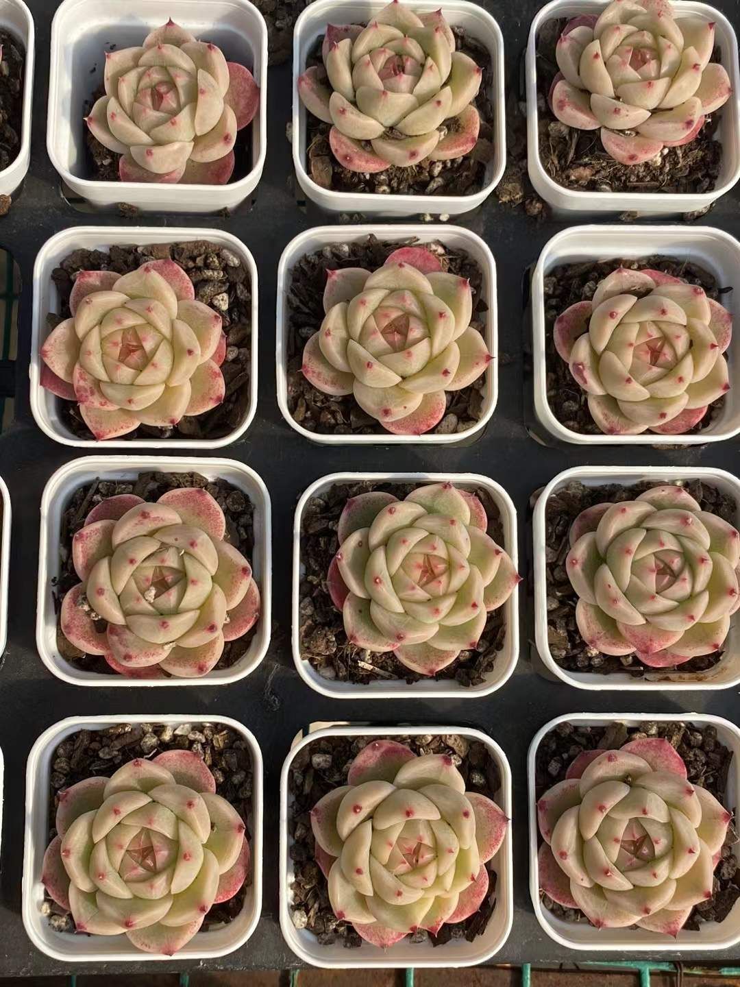 抜き苗 ジェードグロウジェニー MY323×48株 ふっくら 多肉植物 エケベリア サボテン 韓国苗 新入荷