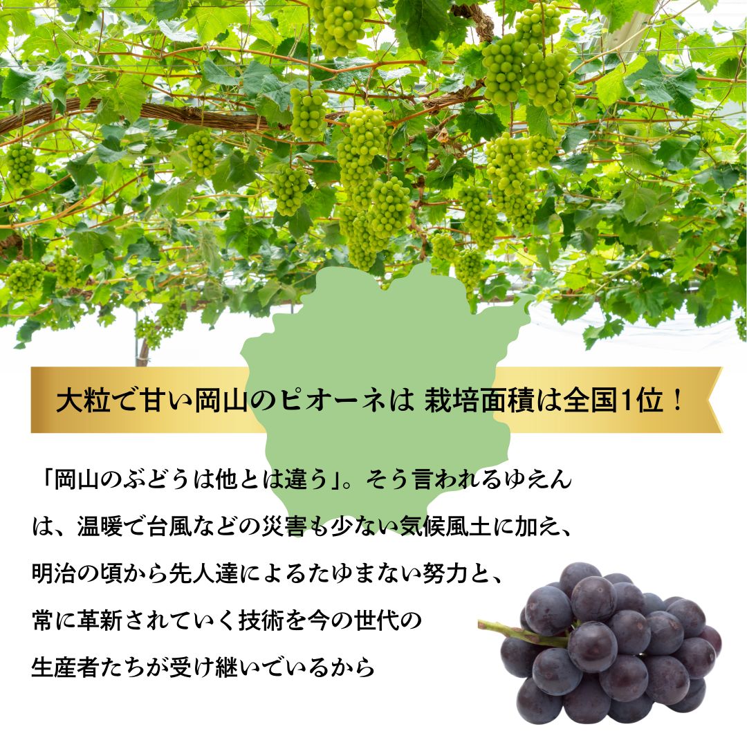 ご予約開始 ぶどう