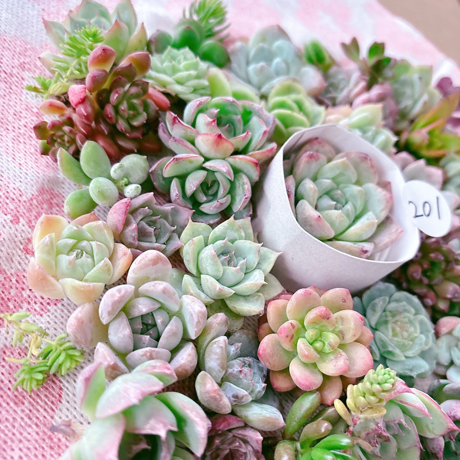 ❤️専用ページ❤️多肉植物の寄せ植え❤️ 楽天市場】観葉植物【寄せ植え】多肉植物の寄せ植え（CCGF1111