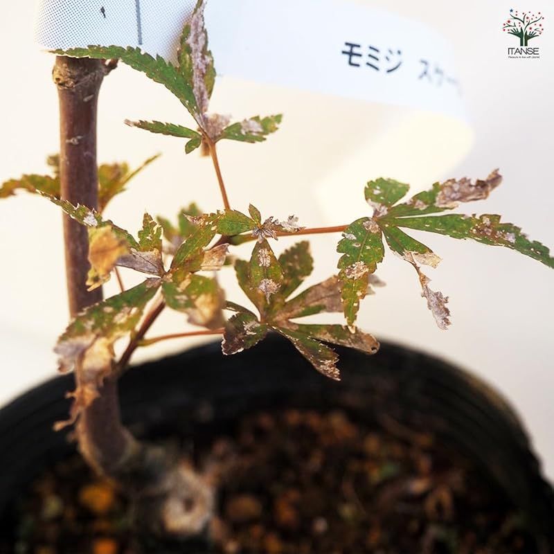 Skaters ムクロジ科カエデ属