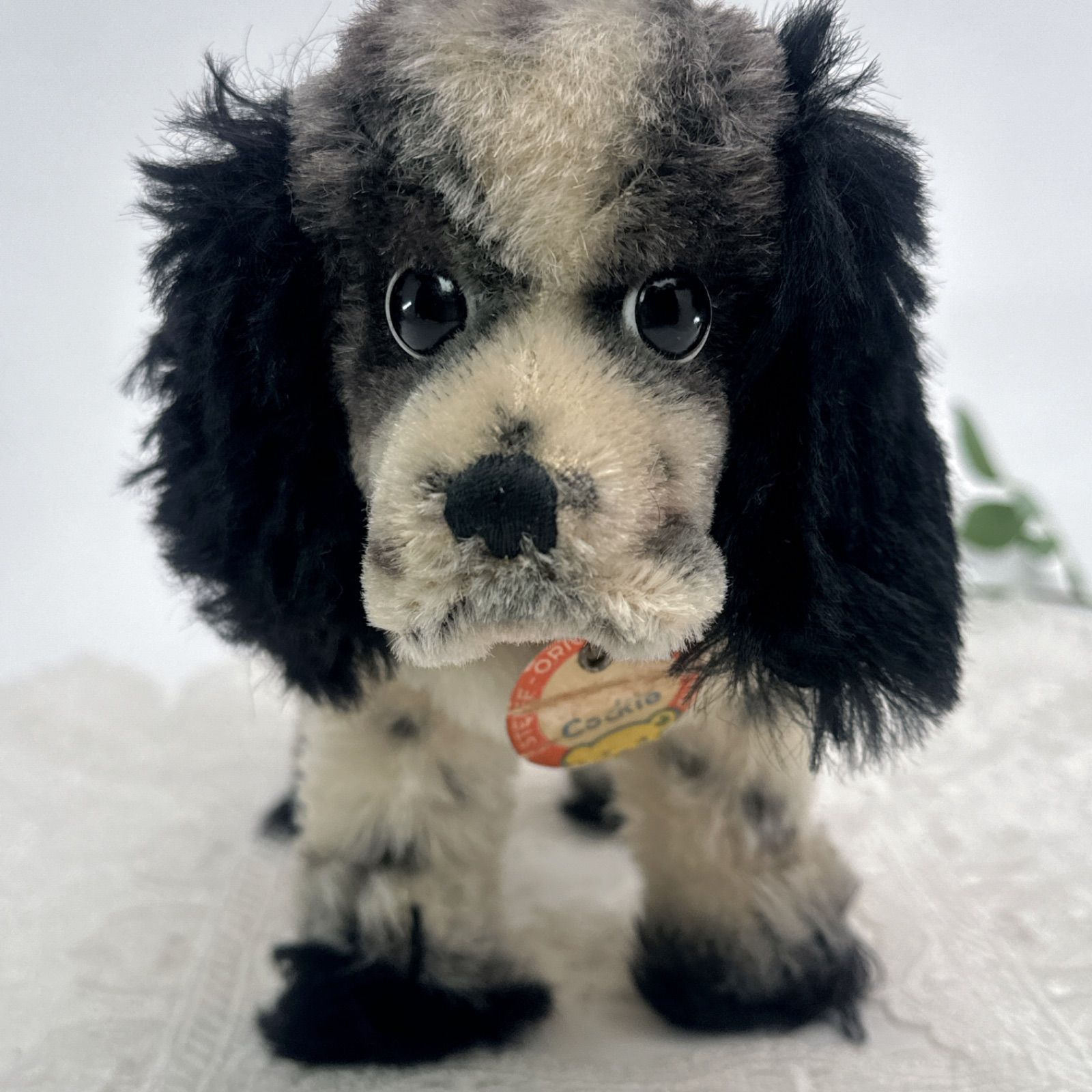 ☆シュタイフ☆Woolen Poodle 6㎝オールID's完品(初期№タグ付き)☆