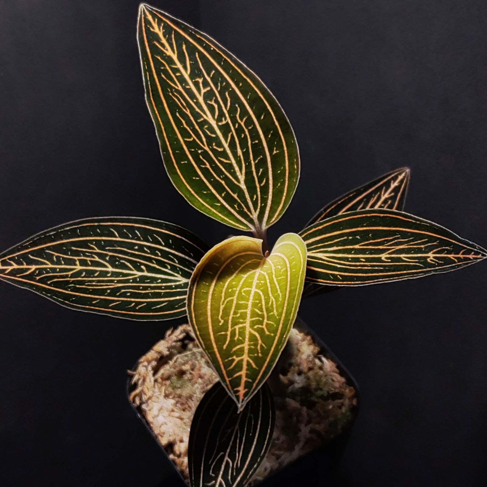 尺八本体 竹製 口栓付き 尺八本体 竹製 口栓付き