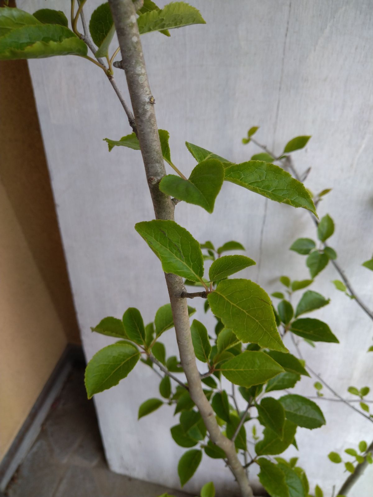 アオハダ株立ち
