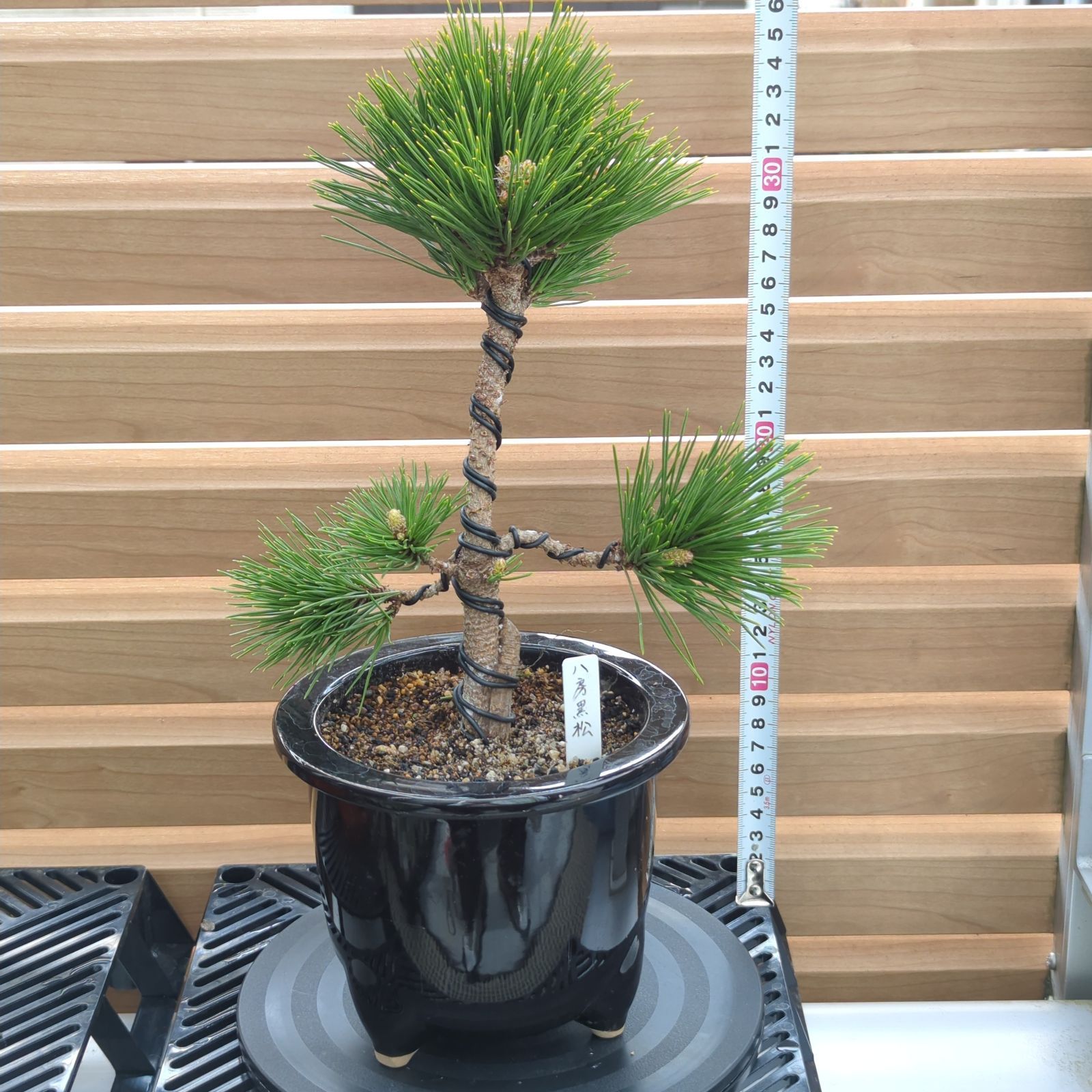 小品黒松盆栽 小品盆栽 四国黒松｜盆栽妙 – 盆栽妙 本店