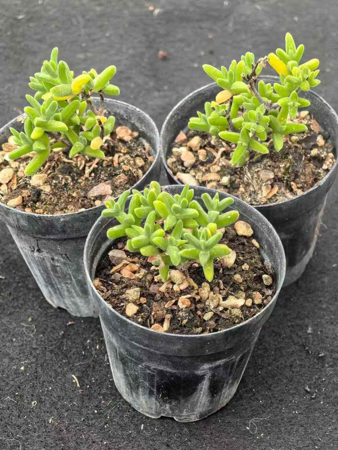 32鉢の土鉢付きセット