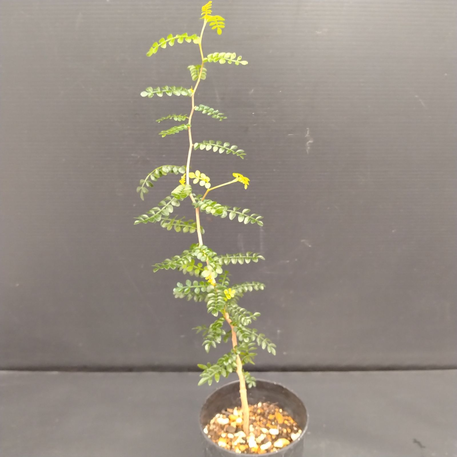 オペルクリカリア パキプス 国内実生株　3年目　① 塊根植物 オペルクリカリア パキプス 実生3年 | BRIDGE GARDEN