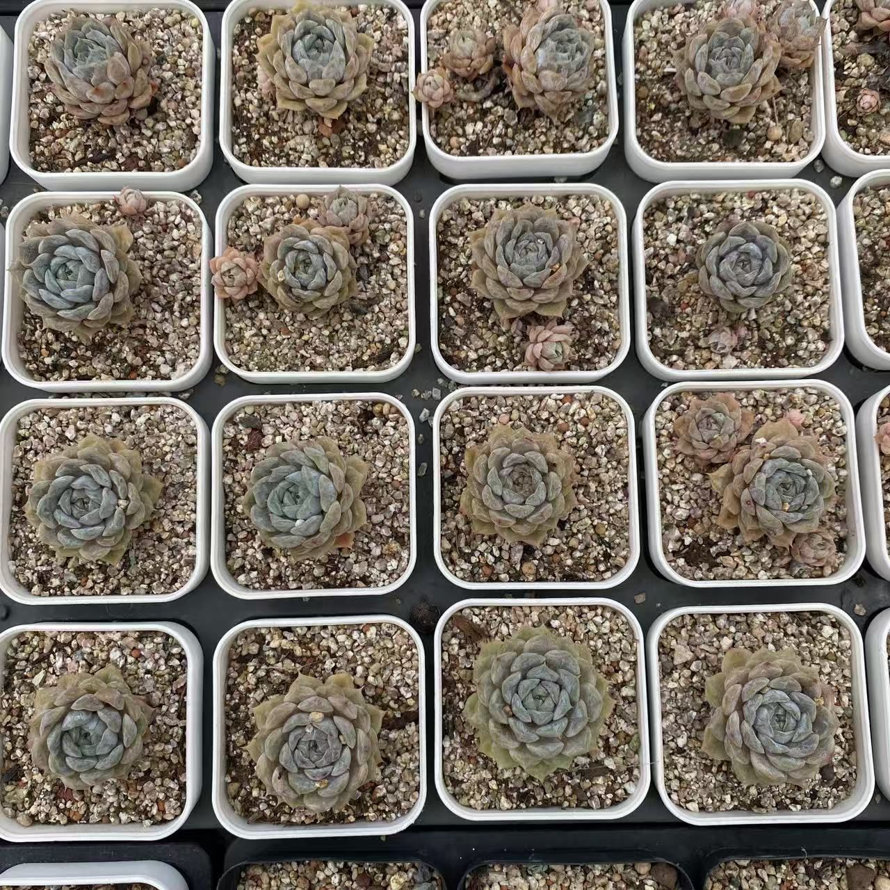 36株の抜き苗セット】白月影 多肉植物 佐川急便発送 エケベリア 韓国苗