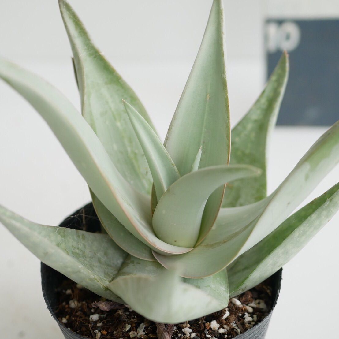 Aloe dhufarensis アロエ デュファレンシス Aloe dhufarensis アロエ デュファレンシス