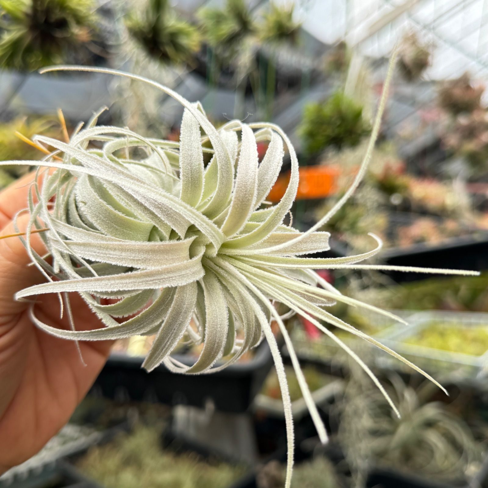 チランジア チャペウエンシス チュリフォルミス Tillandsia chapeuensis var. turriformis＊エアプランツ＠フラワーショップ江口  - メルカリ