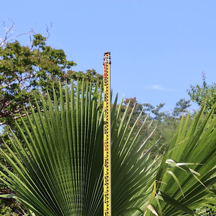 幹太】ワシントンヤシ