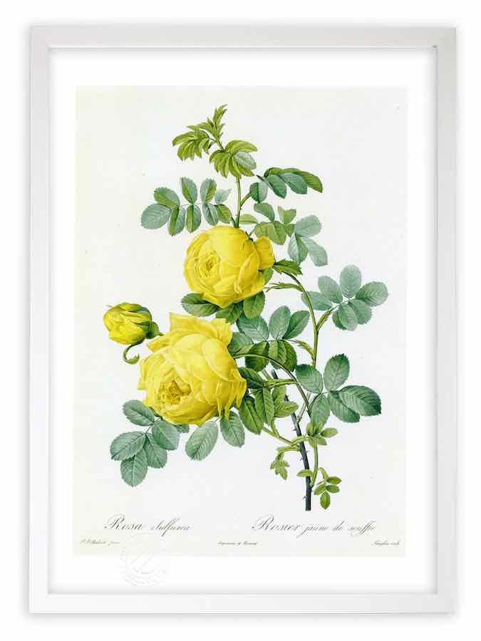 ルドゥーテ バラ 植物画 ボタニカルアート 額 額装 2枚分 楽天市場