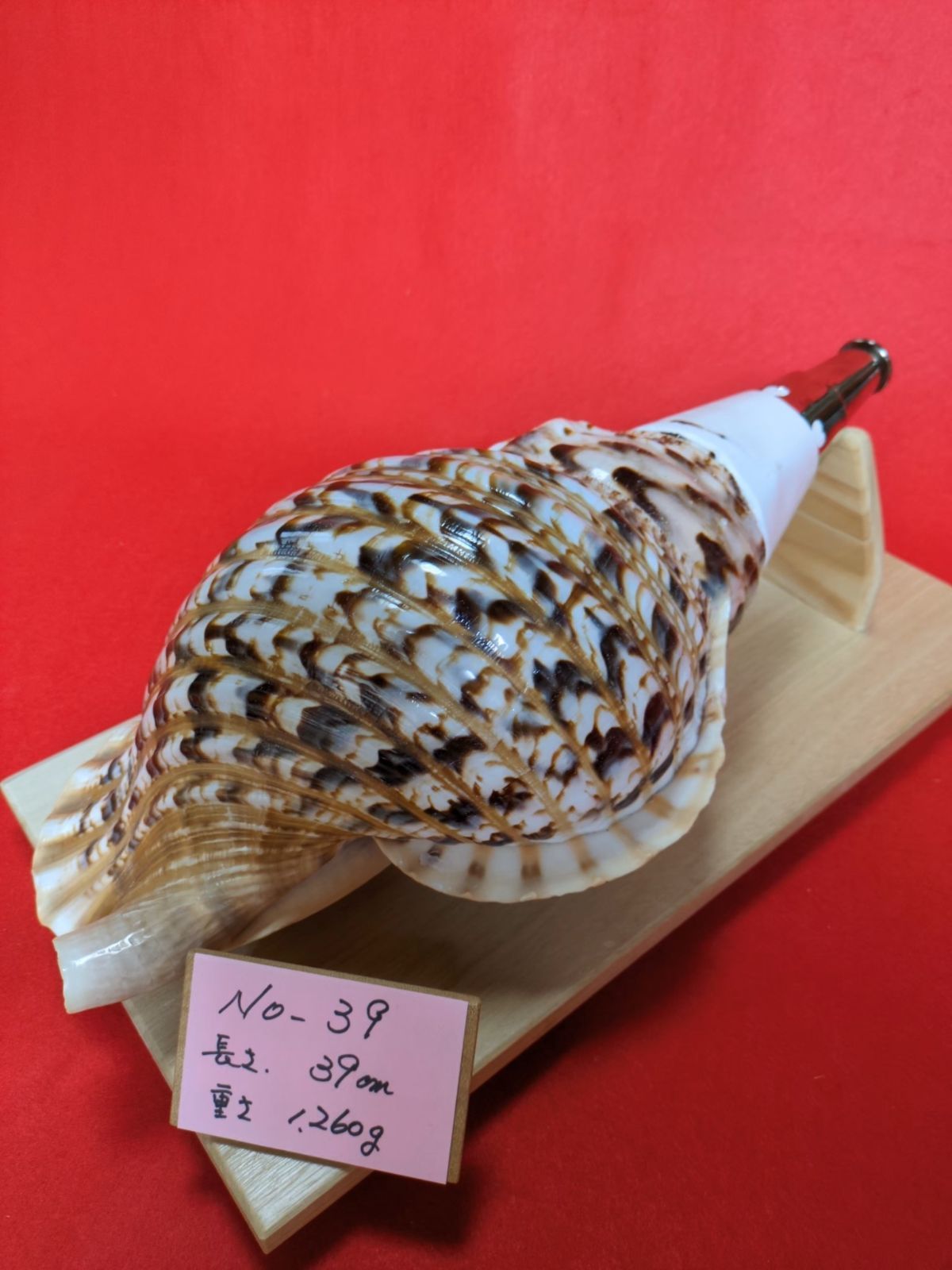 ホラ貝 和楽器