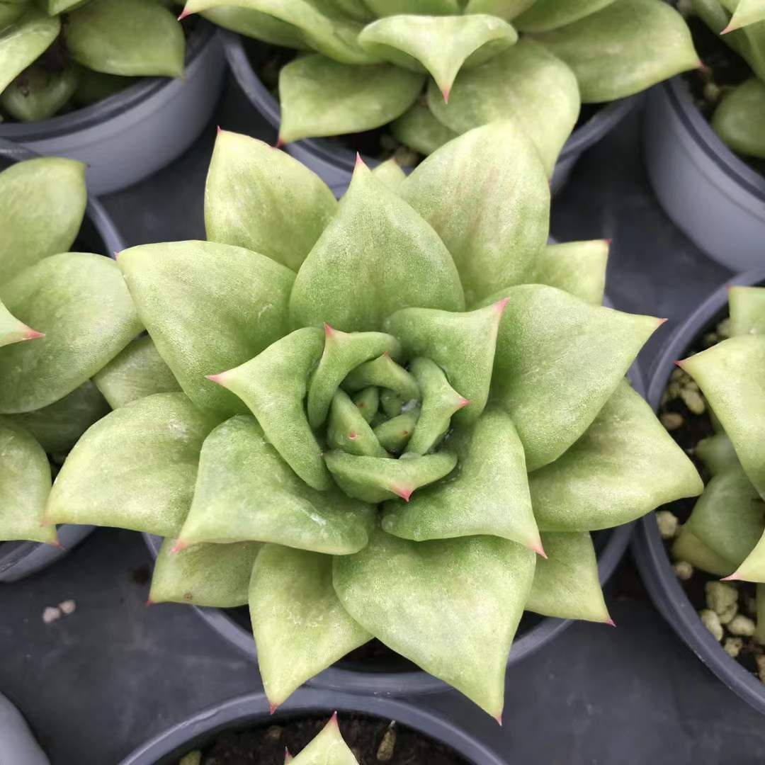 SKL1207×36 バラ 抜き苗 多肉植物 アエオニウム エケベリア 韓国苗