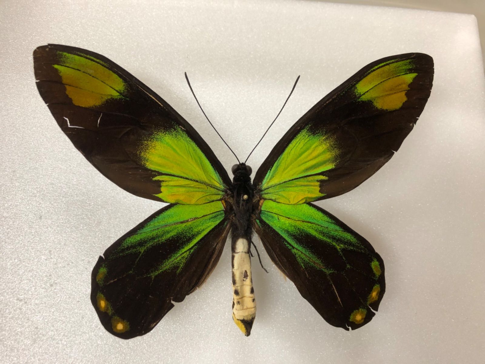 ビクトリアトリバネアゲハ Ornithoptera victoriae 産地別 亜種