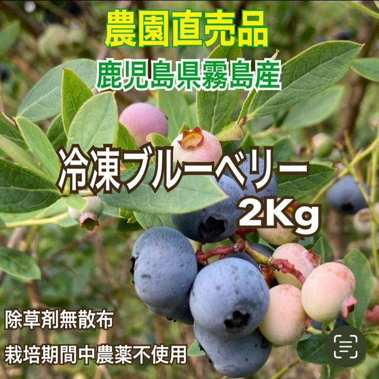 ブルーベリー園直売〓完熟冷凍ブルーベリー 2kg  〓スムージージャムスィーツジュースに