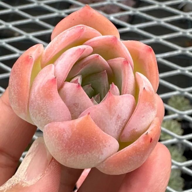 ピンクリップスティック 1苗 多肉植物 エケベリア 韓国苗 - メルカリ